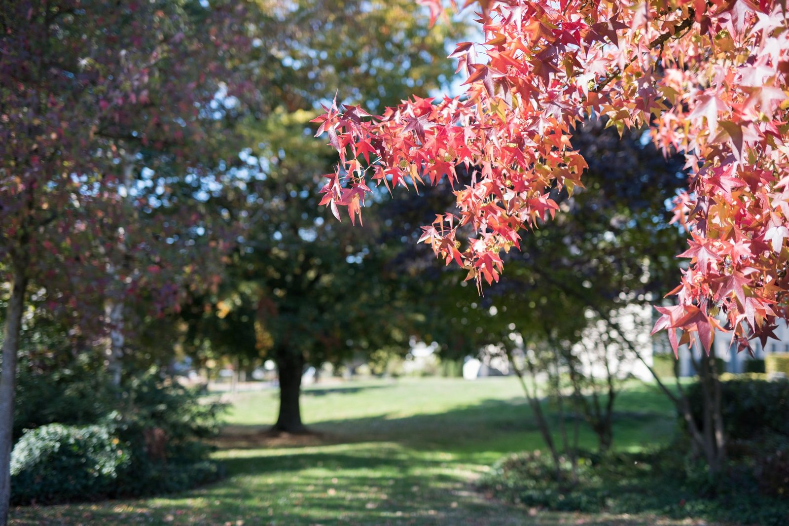 Park mit bunten Bäumen